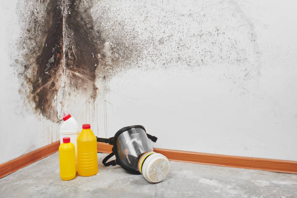 Best Fast Mold Removal  in Longview Heights, WA
