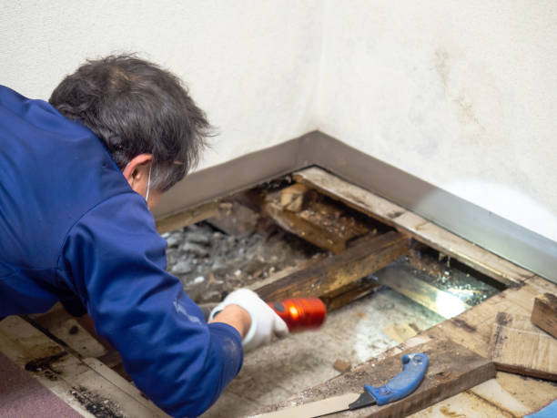 Best Same-Day Mold Removal  in Longview Heights, WA