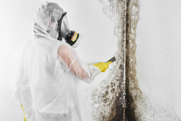 Best Certified Mold Removal  in Longview Heights, WA