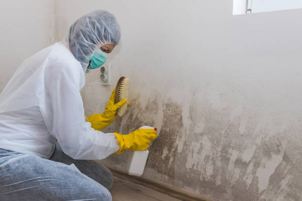 Best Water Damage Restoration  in Longview Heights, WA
