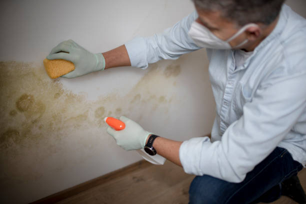 Certified Mold Removal in Longview Heights, WA