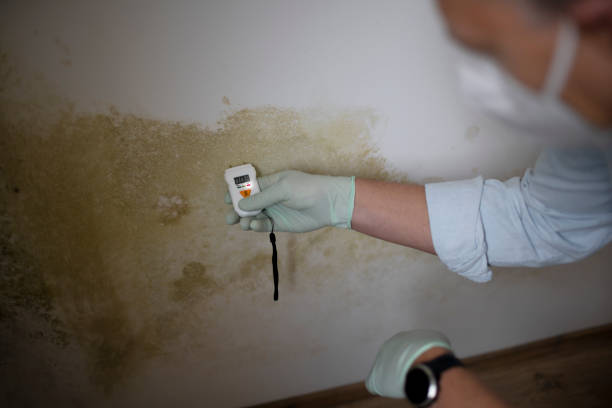 Best Office Mold Removal Services  in Longview Heights, WA
