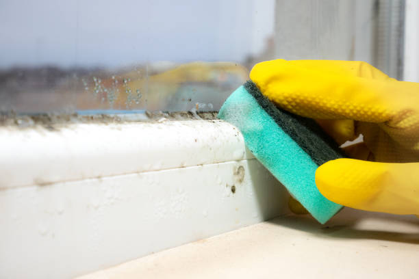 Best Crawl Space Mold Removal  in Longview Heights, WA