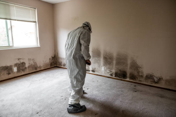 Best Emergency Mold Removal  in Longview Heights, WA