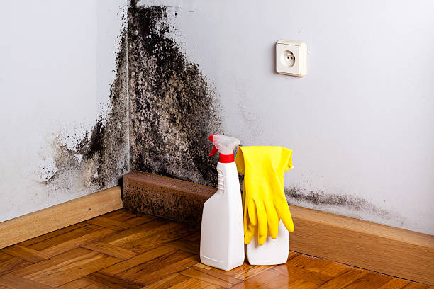 Best Local Mold Removal Service  in Longview Heights, WA