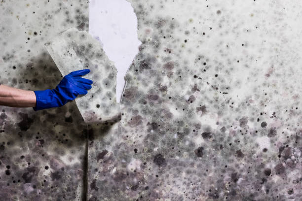 Best Affordable Mold Removal  in Longview Heights, WA