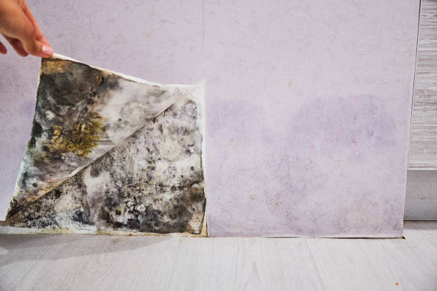Best Mold Damage Repair  in Longview Heights, WA